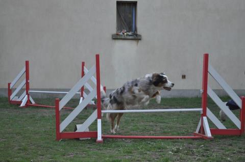 Cannelle agility